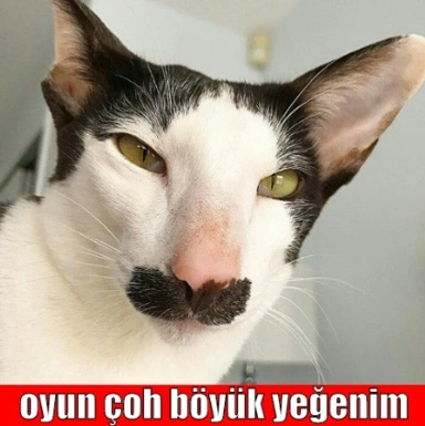 “oyun çoh böyük yeğenim” yazılı kedi capsi